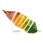 Jeu de draps Leaf Pantone