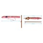 Parasol Corail 180 cm UPF 50+