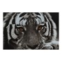 Cadre DKD Home Decor Tiger Colonial animaux (70 x 1,8 x 50 cm)