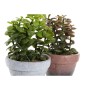 Plante décorative DKD Home Decor Grès Polypropylène (PP) EVA (2 pcs) (16 x 16 x 29.5 cm)