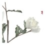 Bouquets DKD Home Decor Blanc Rose EVA (éthylène-acétate de vinyle) (2 pcs) (25 x 25 x 102 cm)