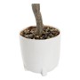 Plante décorative DKD Home Decor Magnolia Polyéthylène Dolomite (40 x 40 x 125 cm)
