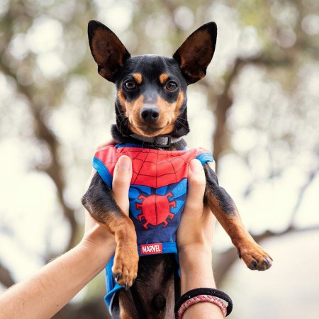 T-shirt pour Chien Spider-Man Rouge