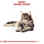 Comida para gato Royal Canin Maine Coon Adult 12 x 85 g