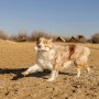 Mordedor de perro Ferplast Blanco Caucho Animales