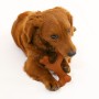 Jouet pour chien Nylabone 20 Marron animaux