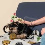 Juguete para perros The Mandalorian