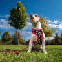 Harnais pour Chien Mickey Mouse