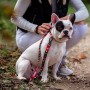 Laisse pour Chien Marvel