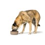 Comedero para Perro Hunter OSBY Beige Cerámica 1,1 L