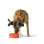Mangeoire pour chiens Hunter OSBY Orange