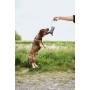 Juguete para perros Hunter NEBRASKA Azul Oveja
