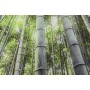 Cuadro Home ESPRIT Verde Impreso 150 x 0,4 x 100 cm