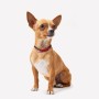 Collier pour Chien Minnie Mouse Rouge XS/S
