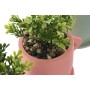 Plante décorative Home ESPRIT Polyéthylène Ciment Urbaine 9 x 7 x 12 cm (3 Unités)
