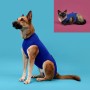 T-shirt de récupération pour animaux de compagnie KVP Bleu (21-24 cm)