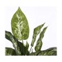 Plante décorative Mica Decorations Dieffenbachia Dieffenbachia Vert PVC (15,7 x 70 cm)