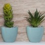 Porte photos mural Atmosphera Cactus 3 photos (36,5 x 25,7 x 4,5 cm)