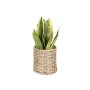 Planta Decorativa Mica Decorations Sansevieria 16 x 30 cm