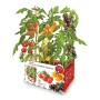 Set de Cultivo Batlle Tomates Naturales 30 x 19,5 x 16,2 cm 2,85 kg