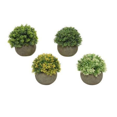 Planta Decorativa Everlands Ø 12 cm Maceta