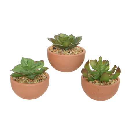 Plante décorative Everlands Pot Succulent (9 x 9 x 9 cm)