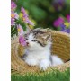 Puzzle Ravensburger Kittens 2 x 500 Pièces