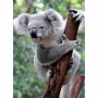Puzzle Ravensburger Panda & Koala 2 x 500 Piezas