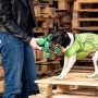 Jouet pour chien The Avengers  Vert 100 % polyester