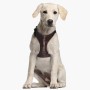 Harnais pour Chien Star Wars Marron XS/S