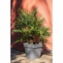 Cache-pot EDA Tuscany Plastique Carré Gris foncé Ø 50 cm