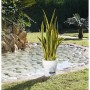 Planta Decorativa Catral 74010009 105 cm