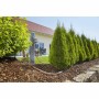 Système d’Arrosage Goutte-à-goutte Automatique pour Pots Gardena 13012-20