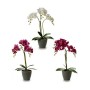 Planta Decorativa Orquídea 19 x 48 x 24 cm Plástico (4 Unidades)