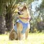 Gilet pour Chien InnovaGoods IG813888 (Reconditionné B)