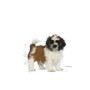 Nourriture Royal Canin Shih Tzu Puppy Petit/Junior Légumes 500 g