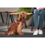 Harnais pour Chien Red Dingo Dingo 47-73 cm 56-80 cm Violet L