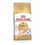 Comida para gato Royal Canin Sphynx Adulto Pollo 2 Kg