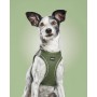 Harnais pour Chien Gloria 28-28,6 cm Vert XXS 24-26 cm