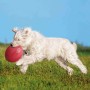 Frisbee Trixie  Azul Naranja Goma Caucho