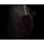 Masque Violet Lumière LED