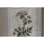Cuadro Home ESPRIT Shabby Chic Plantas botánicas 30 x 2 x 40 cm (6 Unidades)