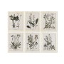 Cadre Home ESPRIT Shabby Chic Plantes botaniques 40 x 1,5 x 50 cm (6 Unités)